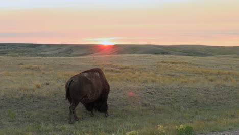 american bison grazing in open meadow with red sunset in grasslands national park