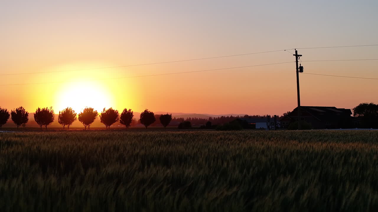 Golden hour over a field of wheat, with the sun setting behind a row of silhouetted trees