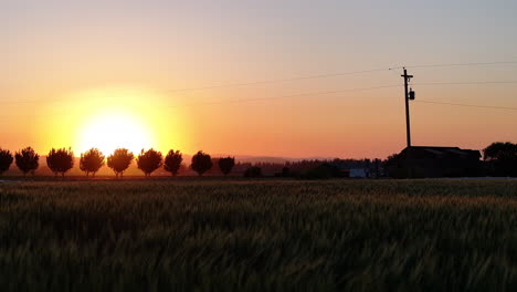 golden hour over a field of wheat, with the sun setting behind a row of silhouetted trees