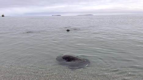 Handheld-shot-of-swimming-walrus-in-the-sea-during-an-expedition-through-the-beautiful-idyllic-svalbard-in-norway-on-a-cloudy-day