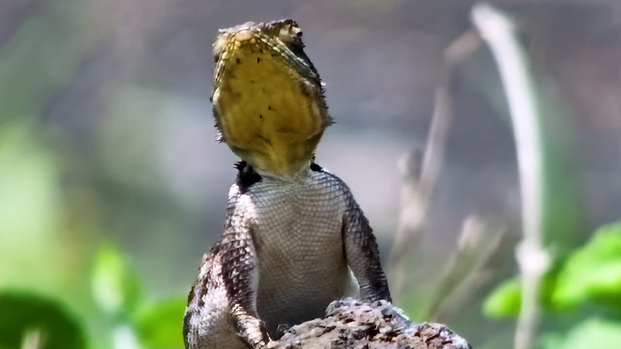 An intimate closeup showing a small lizard basking on a rock and lifting its head towards the warm sun