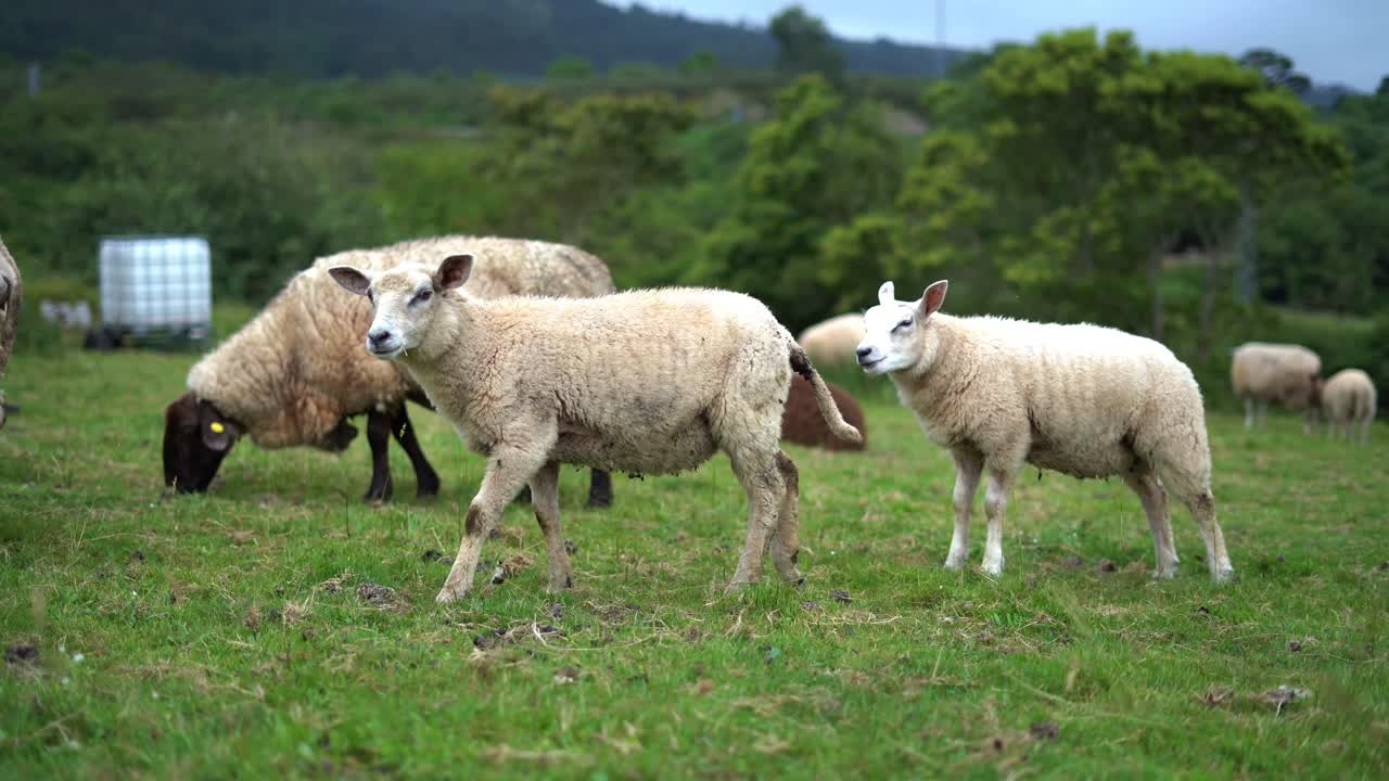 Pecore tosate e agnelli che vagano e ruminano in un recinto per bestiame