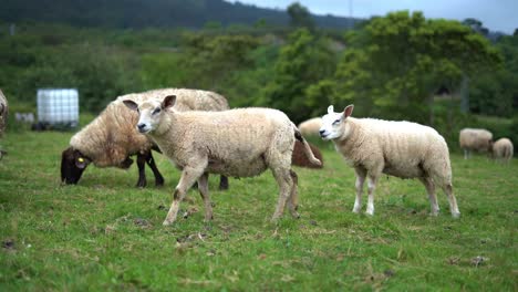 shorn sheep and lambs wandering and ruminating in livestock paddock