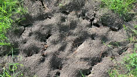 Ant-farm-located-in-grass-on-a-sunny-day-from-above