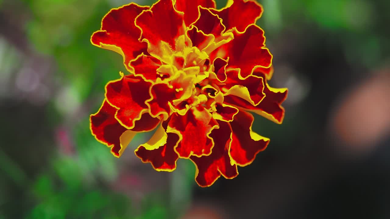 금잔화는 당신의 정원을 밝게 해줄 아름다운 생생한 오렌지 색상을 가지고 있습니다.