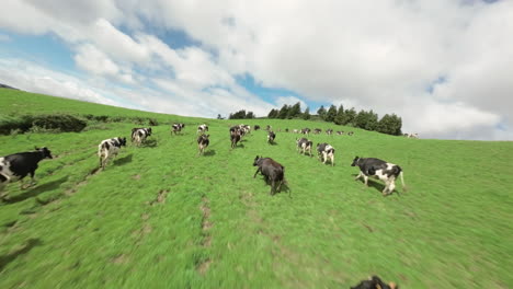 Las-Vacas-Corren-En-Campos-Verdes-Montañosos-En-Las-Azores,-Antena-Fpv-De-Avance-Rápido