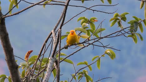 bright golden tanager perched calmly on a branch, vibrant plumage against green leaves