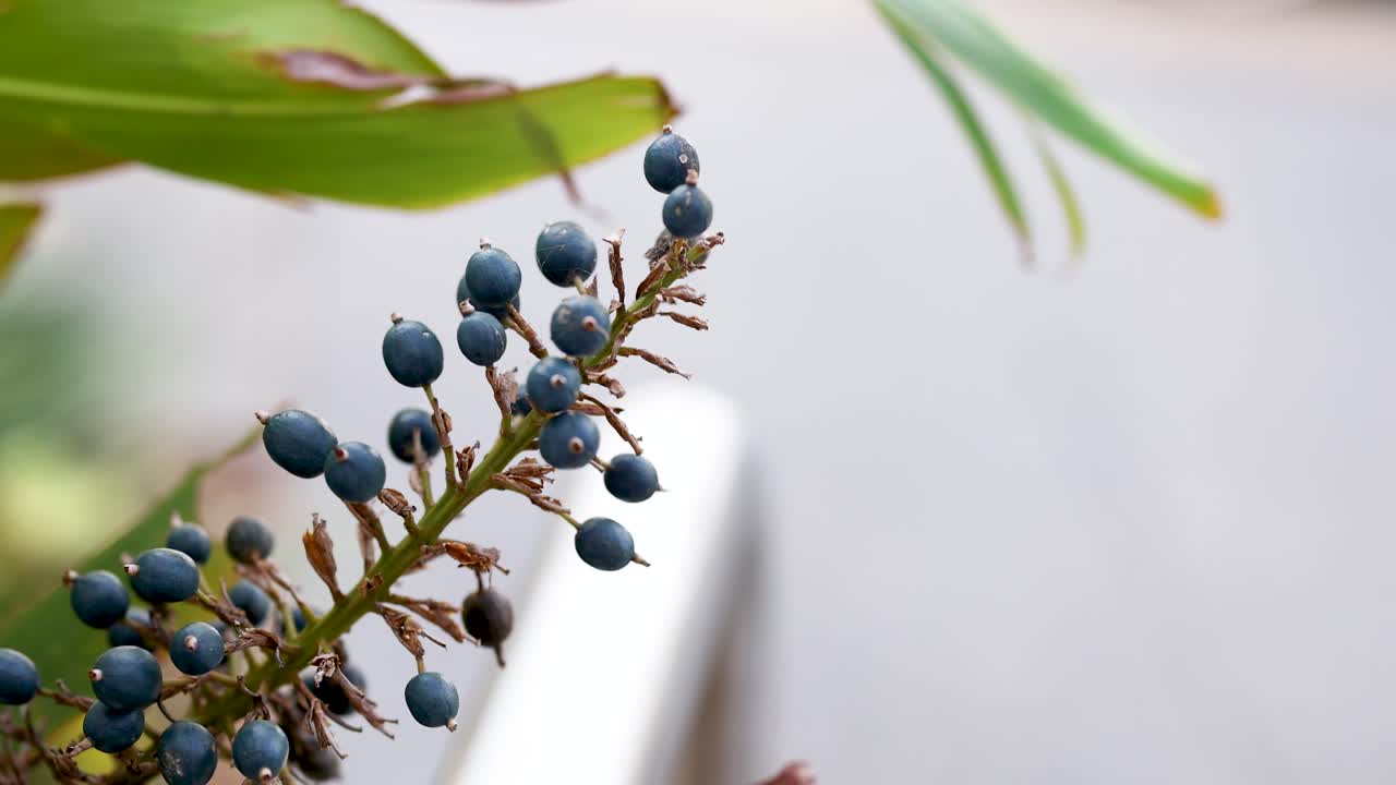 Detailed view of Alpinia caerulea berries with soft focus background, highlighting natural textures and colors