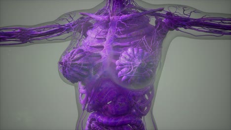 model showing anatomy of human body illustration