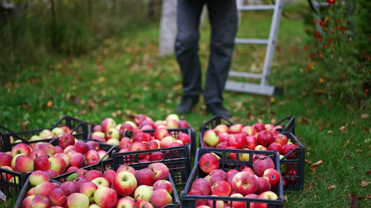 Plastic boxes of ripe red apples on the ground. Man brings one more box and checks the fruit there. Blurred backdrop.