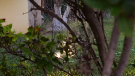 Automatic-Lawn-Water-Sprinkler-Watering-Green-Grass-In-The-Backyard-Garden-View-Behind-Plants