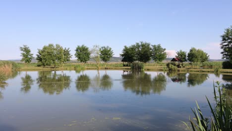 Small-group-of-trees-on-opposite-shore-of-fish-pond,-reflecting-in-calm-surface