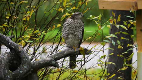 Wild-Northern-Goshawk-sitting-on-a-tree-branch