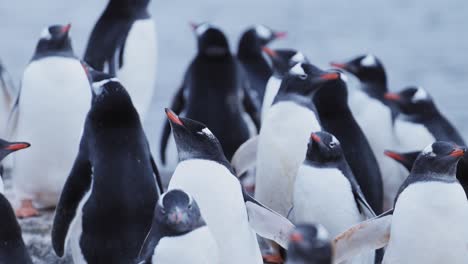 Penguin-Colony-Antarctica-Wildlife,-Huddle-of-Lots-of-Gentoo-Penguins-Huddling-for-Warmth,-Large-Group-of-Penguins-and-on-Antarctic-Peninsula-Animals-Vacation,-on-Rocky-Rocks-Landscape-Scenery