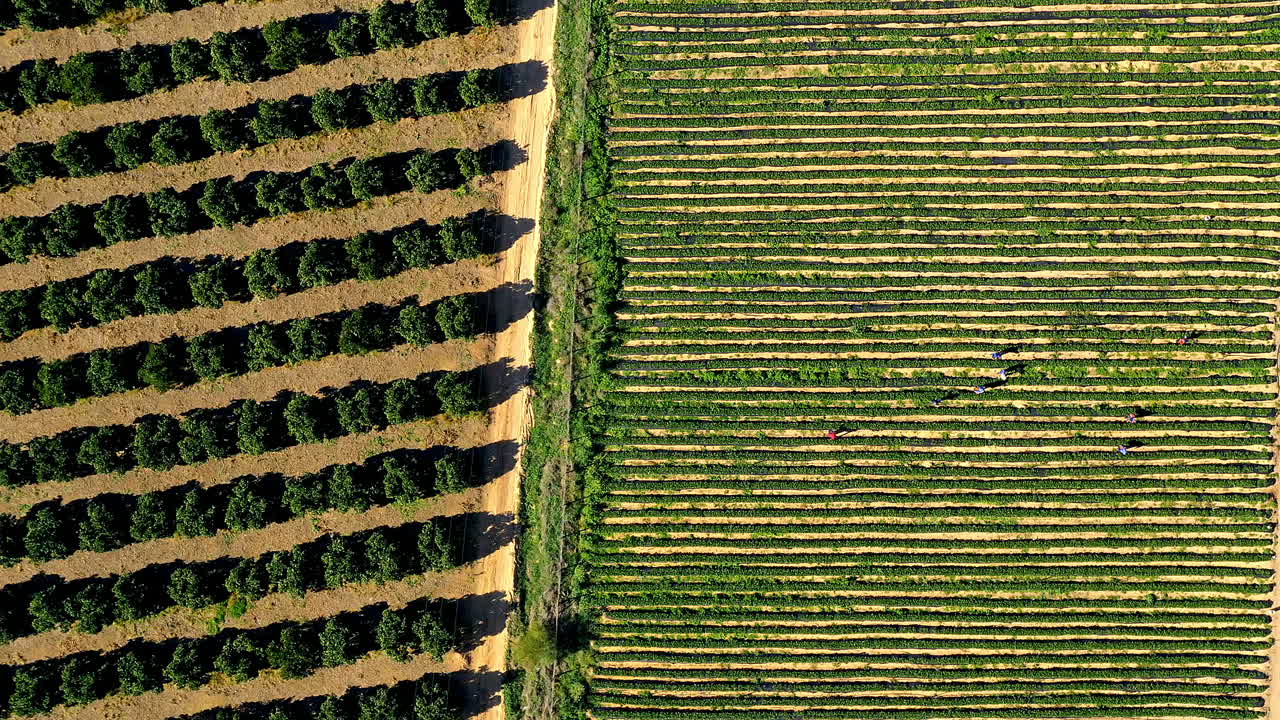 cultivo de cítricos