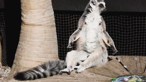 lemur sitting and observing surroundings at zoo