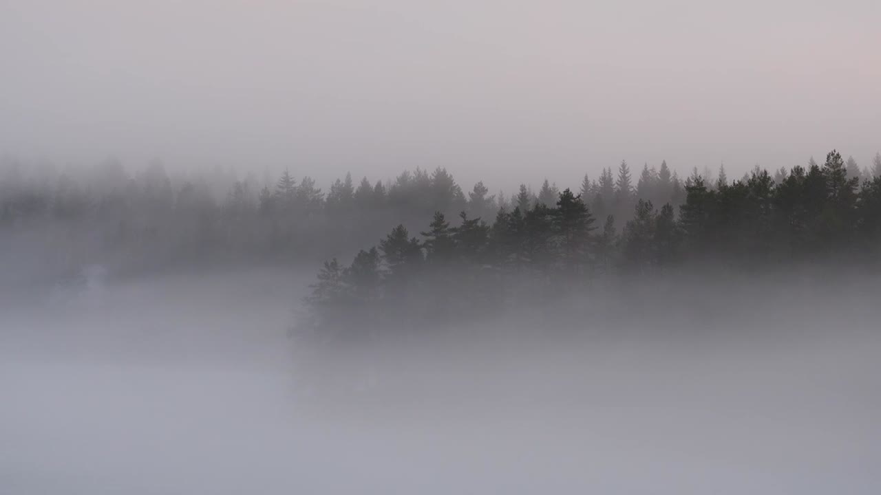Forest in the mist or fog, overlay
