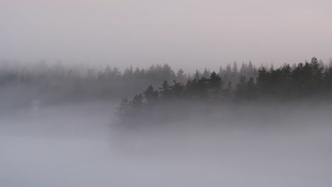 forest in the mist or fog, overlay