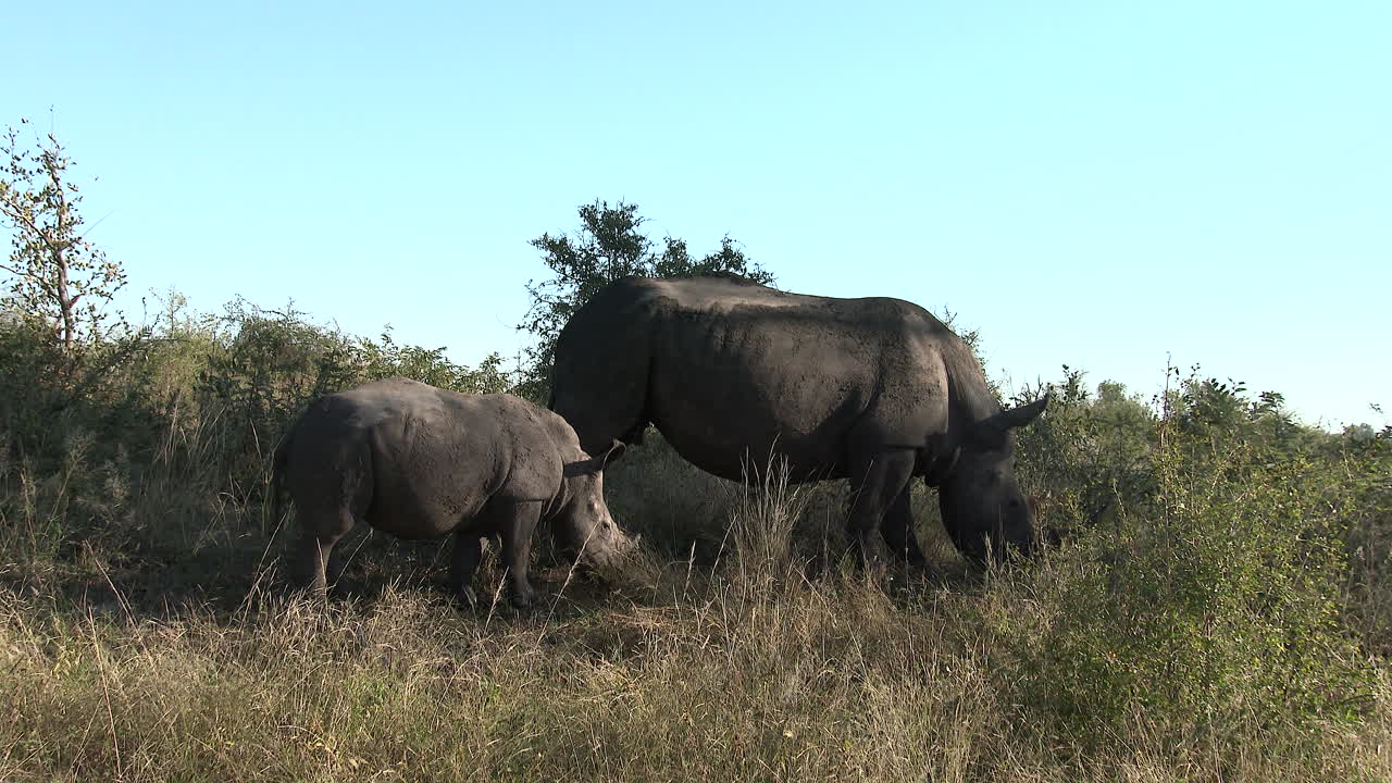 hembra de rinoceronte blanco con su cría pastando