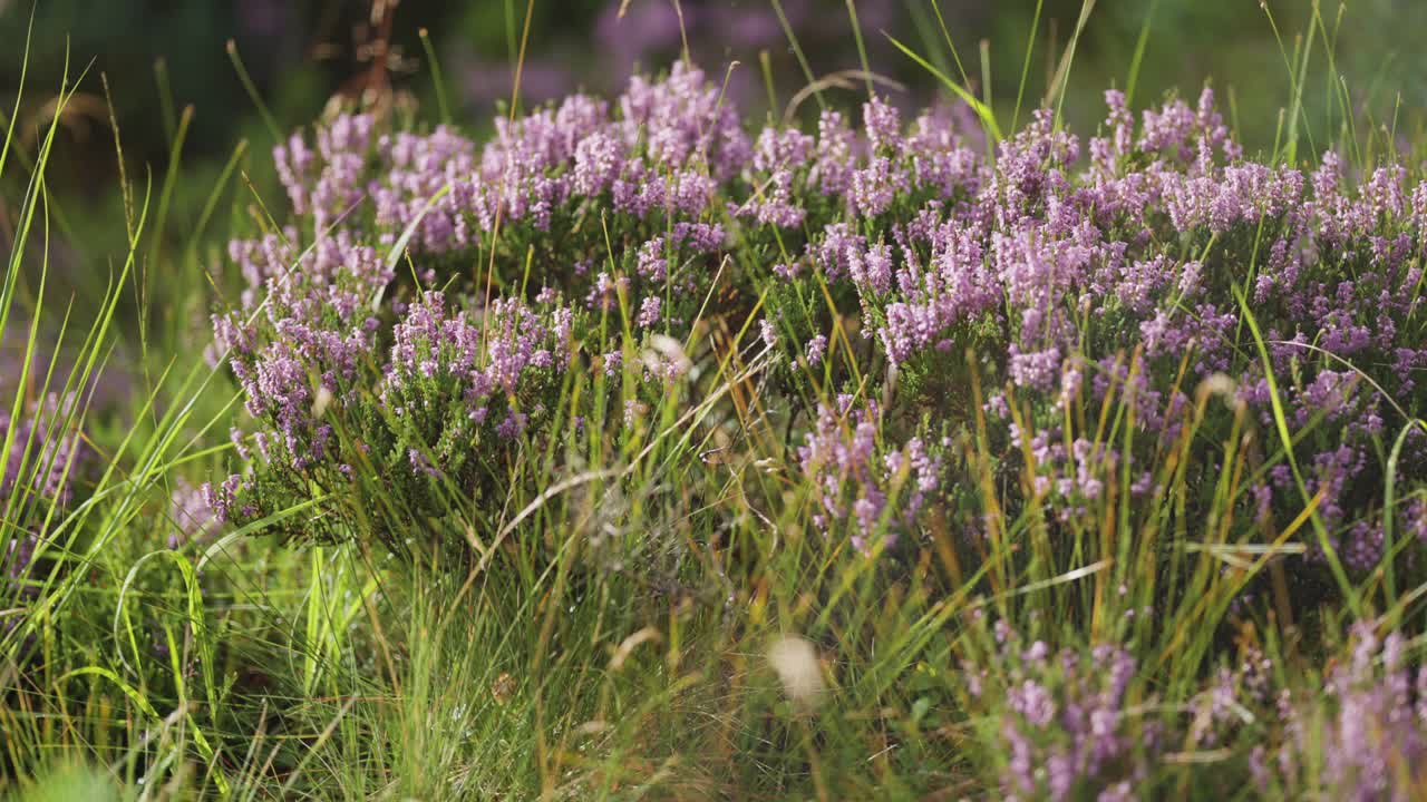 un primer plano de las delicadas flores de brezo rosa
