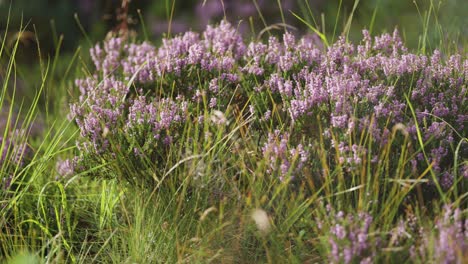 un primer plano de las delicadas flores de brezo rosa