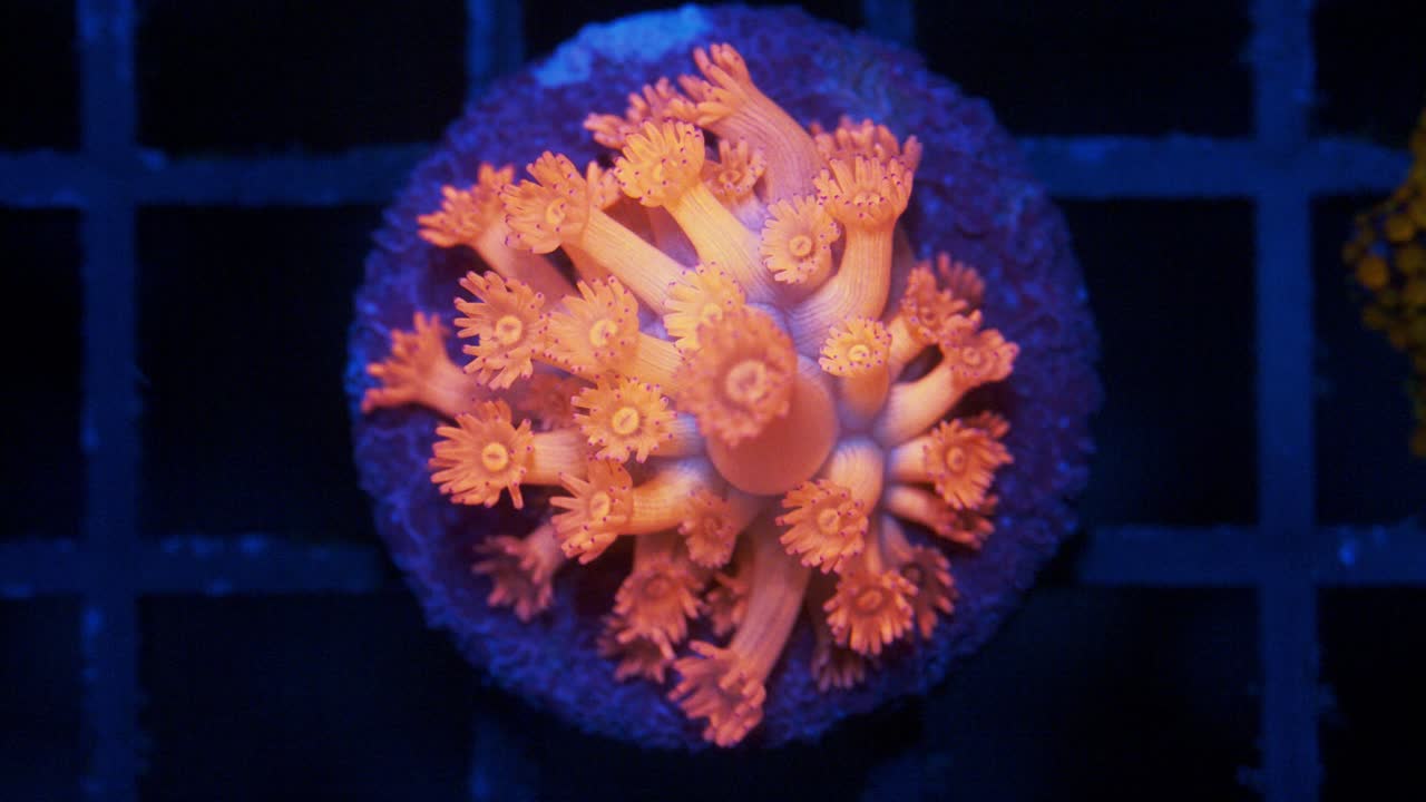 Macro shot of Massakar Ultra Goniopora coral under actinic lighting, showing orange-pink tentacles with a blue to purplish gradient in the center in reef aquarium