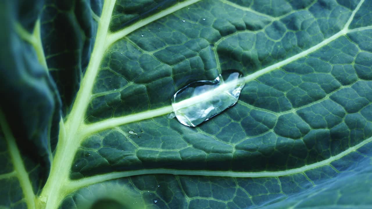 Close-up of a cabbage leaf with a water droplet