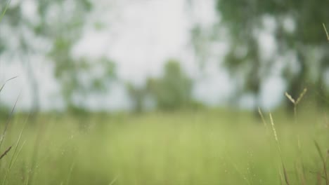 An-outdoor-natural-setting-tilting-down-from-the-sky-to-reveal-a-rural-location-in-the-middle-of-an-overgrown-field-surrounded-by-thick-lush-grass,-India