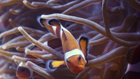 clownfish swimming through sea anemone tentacles in colorful underwater habitat