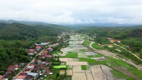 exuberante viangthong campo de arroz temporada de siembra, cosecha campo agrícola de laos con vida vibrante de la aldea, tradiciones locales y prácticas agrícolas sostenibles arrozales y campos dorados
