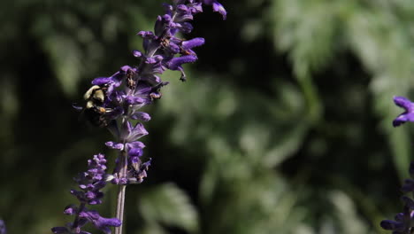 bumblebee on purple sage flower