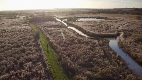 Wide-rising-aerial-view-tracking-a-walker-at-sunset-with-lens-flare-in-Stodmarsh-nature-reserve,-Kent,-UK-managed-by-natural-England