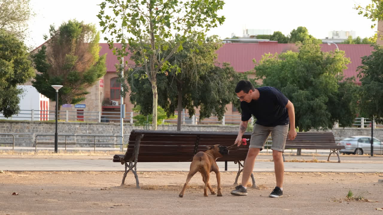 Dog jumping off a park bench at sunset, slow motion video, 60 fps
