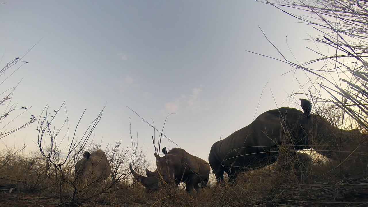 남부 흰 코뿔소 방목은 더 큰 크루거 공원의 광야에서 황혼에 숨겨진 지상 카메라를 통과했습니다.