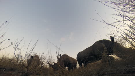 southern white rhino grazing passed a hidden ground camera at dusk in the wilderness of the greater kruger park