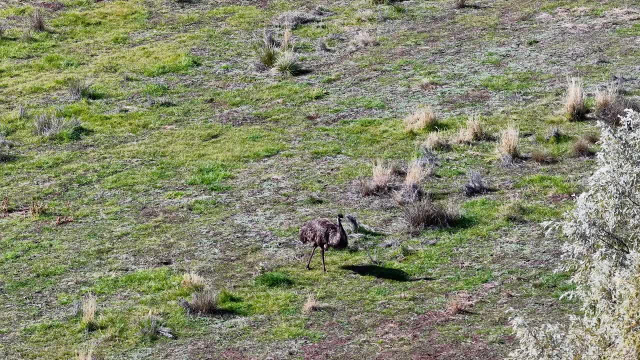 An emu steadily walks through a sunlit, open grassy area with sparse shrubs, captured in a wide, elevated perspective with natural lighting