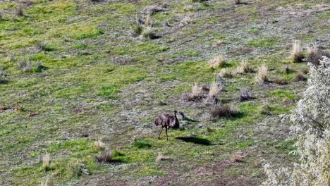 an emu steadily walks through a sunlit, open grassy area with sparse shrubs, captured in a wide, elevated perspective with natural lighting