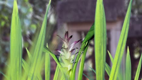 lapso de tiempo de tulipanes de siam en la pradera con plataforma rodante de cámara hacia la planta que revela la floración, ambientada en el complejo del templo de angkor