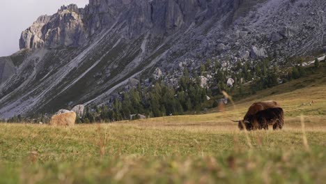 Jak---Vaca-Pastando-En-Los-Hermosos-Alpes-De-Italia-En-Medio-De-Las-Montañas-Filmada-En-4k