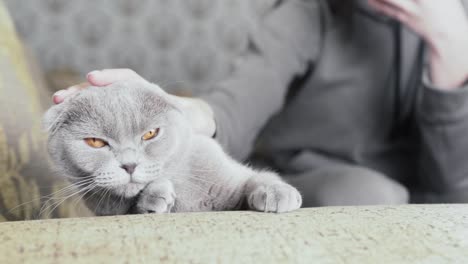 a cute grey-coloured scottish fold cat is sitting on a sofa and looking around