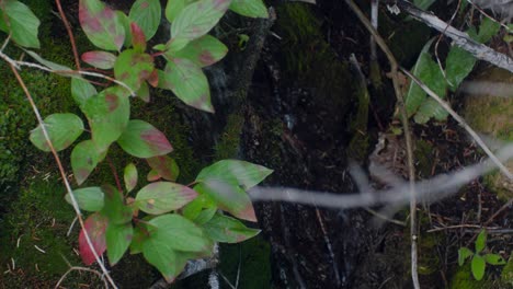 Water-stream-flowing-with-moss-and-bush