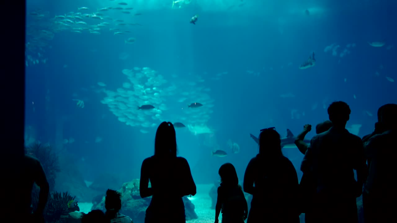 Silhouettes of visitors watching marine life in a large public aquarium