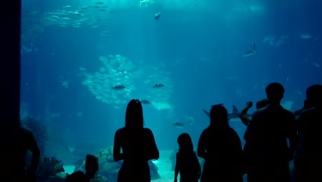 silhouettes of visitors watching marine life in a large public aquarium