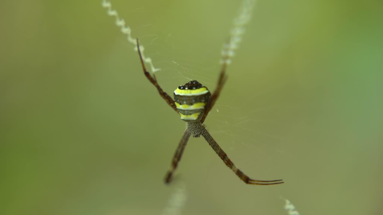 la araña se sienta dentro de su red para atrapar a su presa
