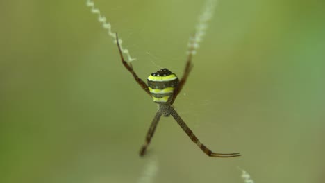 Die-Spinne-Sitzt-In-Ihrem-Netz,-Um-Ihre-Beute-Zu-Fangen