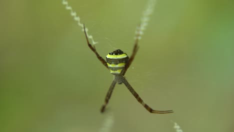 la araña se sienta dentro de su red para atrapar a su presa