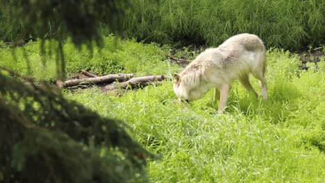 Un-Lobo-Salvaje-Se-Da-Un-Festín-Con-Un-Cadáver