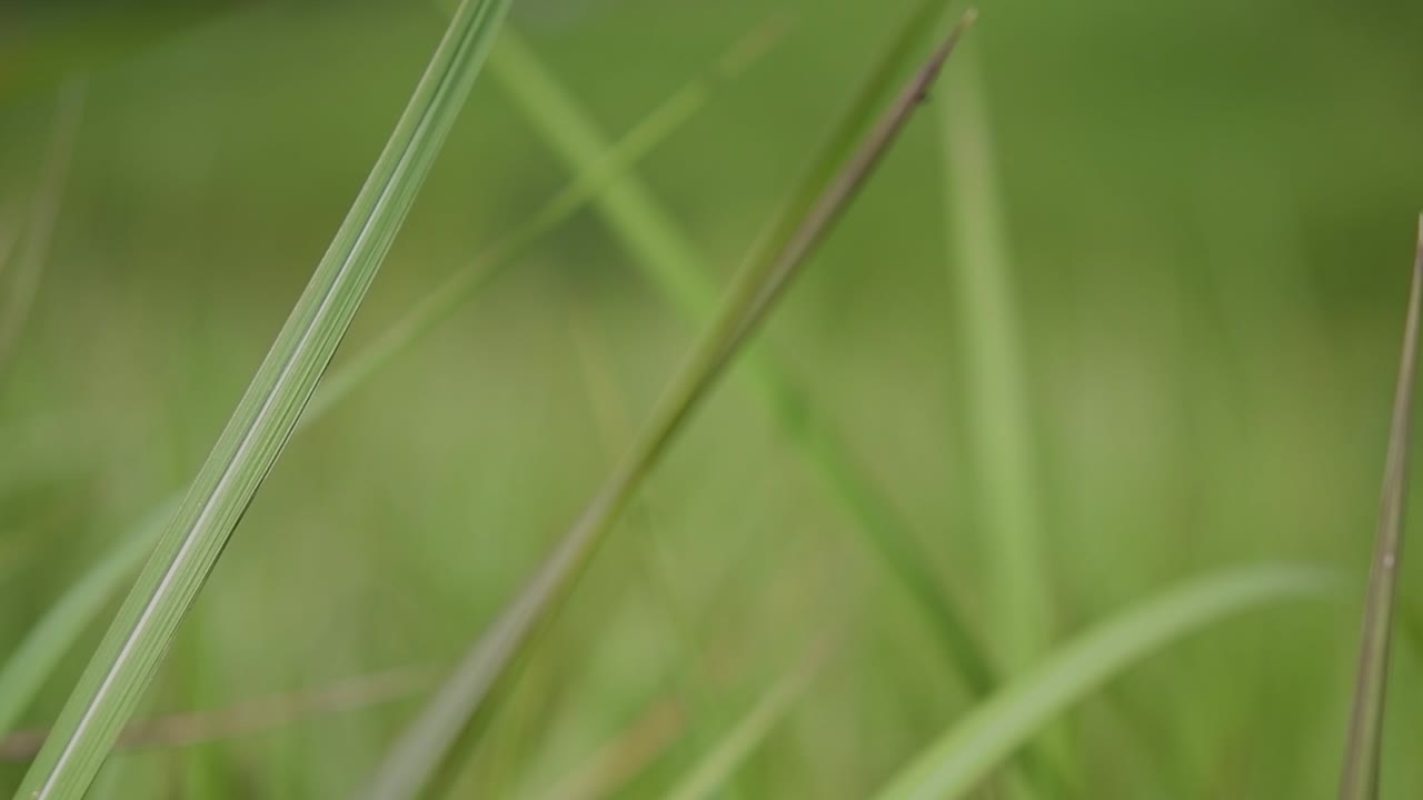 una hierba perenne originaria de asia tropical y subtropical y también introducida en varios países