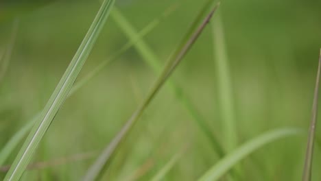 A-perennial-grass-native-to-tropical-and-subtropical-Asia-and-also-introduced-to-several-countries