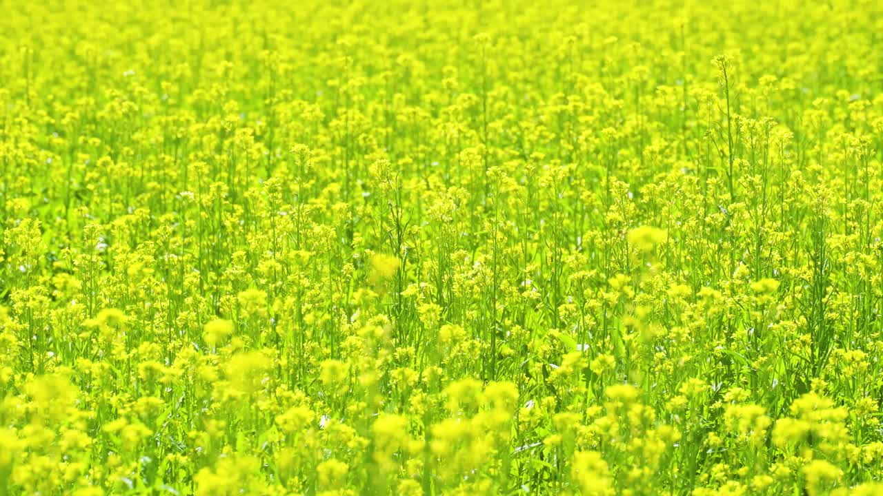 방글라데시에서 겨자 꽃 이 꽃을 피우고 있습니다.